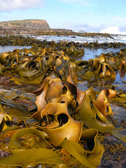 Kelp covered coast © teabum