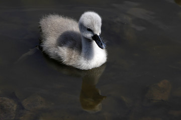 Höckerschwan-Küken © Martina Berg