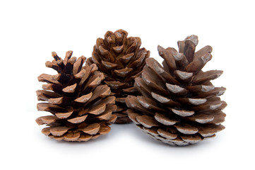Three Pine cones