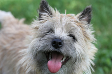 Cairn terrier tirant la langue