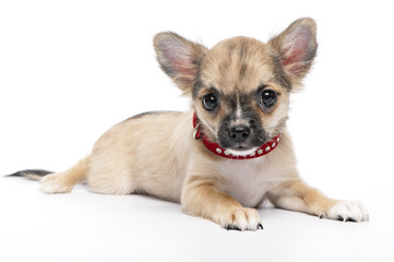fawn with black mask Chihuahua puppy wearing a red collar