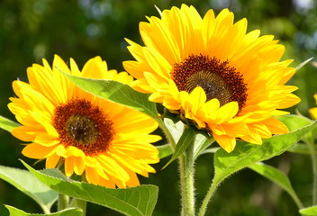 Fototapeta premium fleurs...tournesol