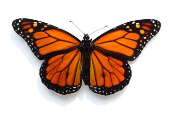 Fototapeta premium Monarch Butterfly