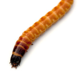 Larva