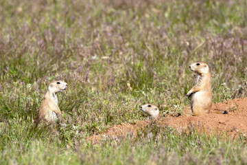 Three prairie dogs communicate.