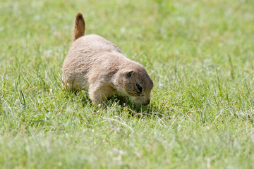 Searching the ground.