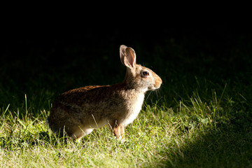 Rabbit in natures spotlight.