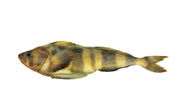 Greenling fish isolated on white background