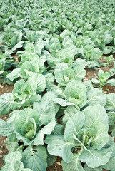 Naklejka premium cabbage