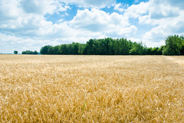 agricultural field