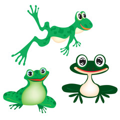 Illustration green frog on white
