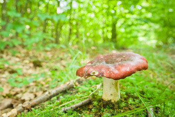 mushroom