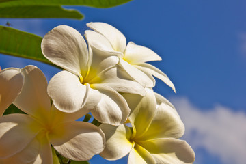 Plumeria flower