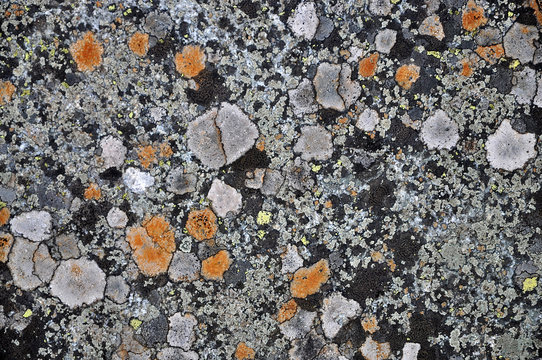 รูปภาพBioindicator เลือกดูภาพถ่ายสต็อก เวกเตอร์ และวิดีโอ554 Adobe