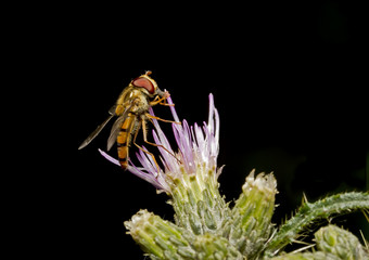 Hoverfly