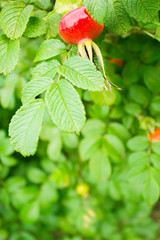 dog rose hip and leaves