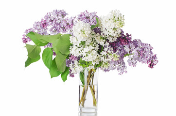 The beautiful lilac isolated on white