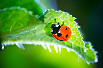 ladybug