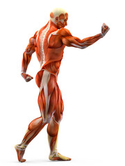 muscle man
