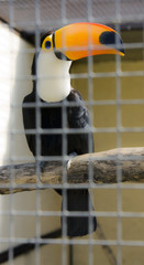 Ramphastos toco (toco toucan)