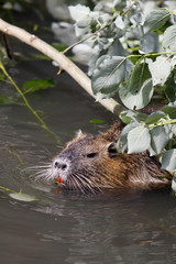 Nutria im Wasser