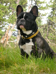 Französiche Bulldogge