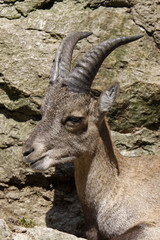 Steinbock
