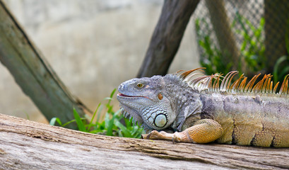 Green iguana on tree