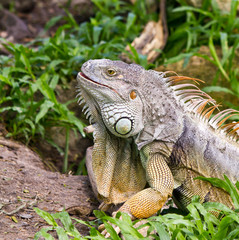 Green iguana on ground and green grass