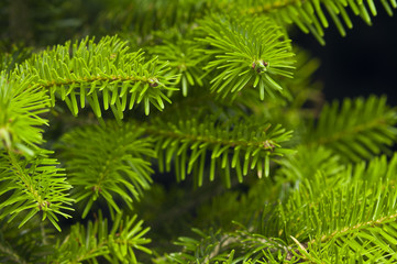 Green branches of a Christmas tree