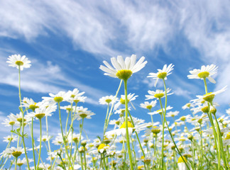 Obraz na płótnie Canvas white daisies