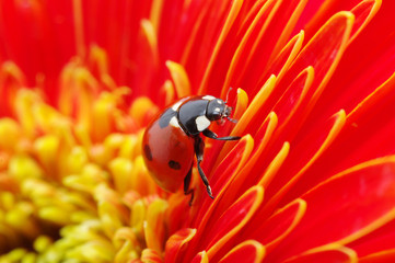ladybug © Alekss
