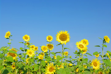 Naklejka premium sunflowers