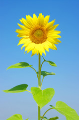 Naklejka premium sunflower