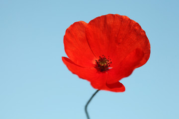 Obraz premium Klatschmohn