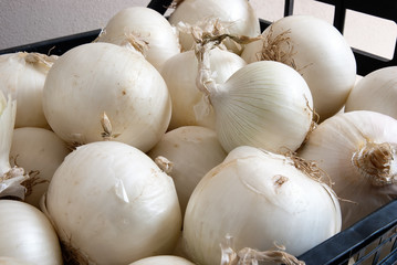 Cipolle - Ortaggi - verdure