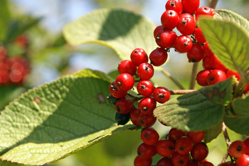 Beeren