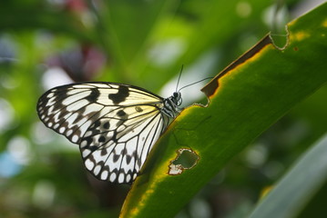ิีbutterful on leaf