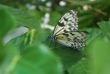 butterfly on leaf