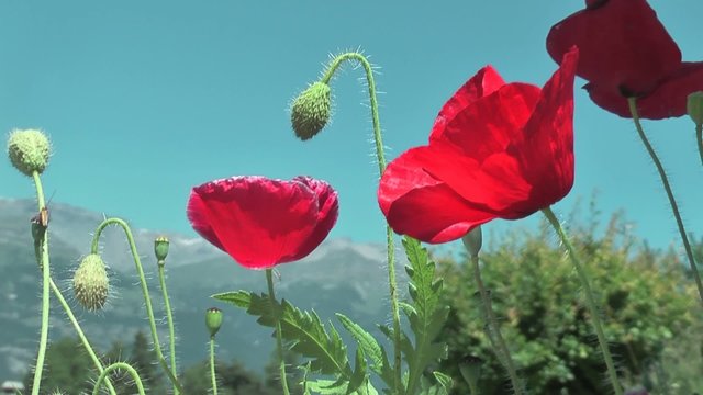 mohnblumen