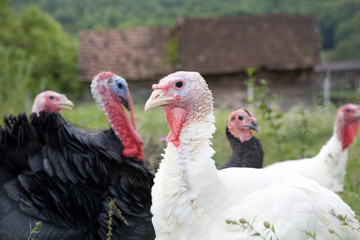 Turkey organic farm