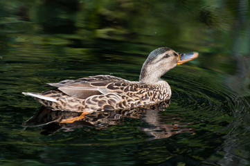 Female mallard with reflection in dark water