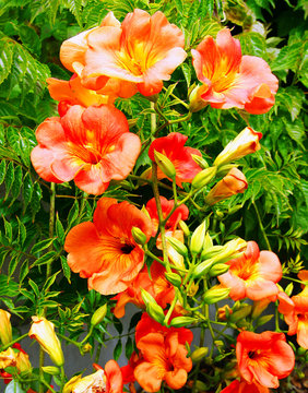 bignonia