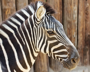 A Close Up View of a Zebra