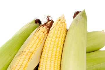 maize