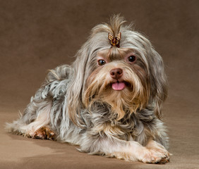 Tsvetnaya dolonka in studio on a neutral background