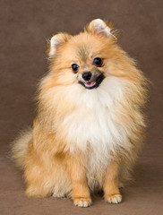 Puppy of breed a spitz-dog
