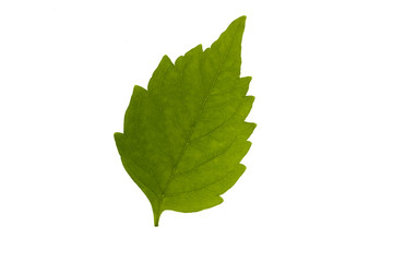 Green leaf isolated on white background