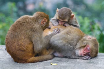 Fotobehang Three monceys sleep. Nepal, Kathmandu. © Belozorova Elena