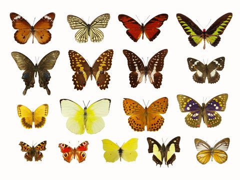Collection of butterflies, isolated on white background